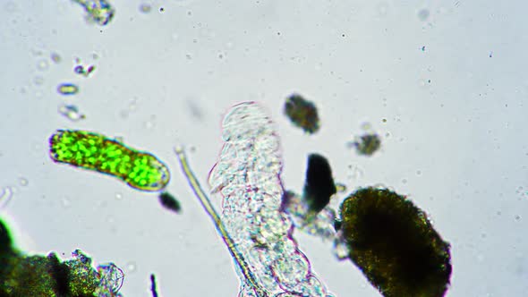 Small Moss Piglet Is Crawling Over the Stick Near the Bright Green Algae