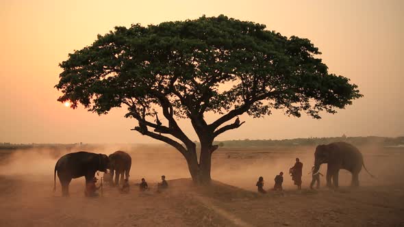 Silhouette of mahout riding elephants in the rice filed near tree and farmer working in the field.