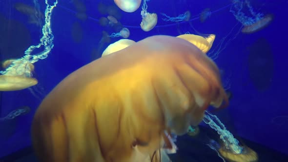 Jellyfish with long stinging tentacles floating in the blue ocean seawater