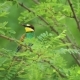 Exotic Tropical Bird - VideoHive Item for Sale