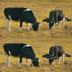 Grazing Cows - VideoHive Item for Sale