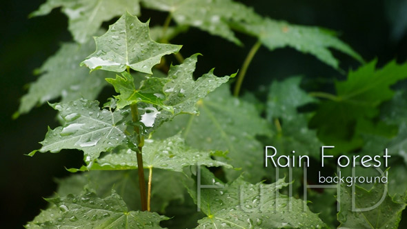 Leaves in Rain Drops