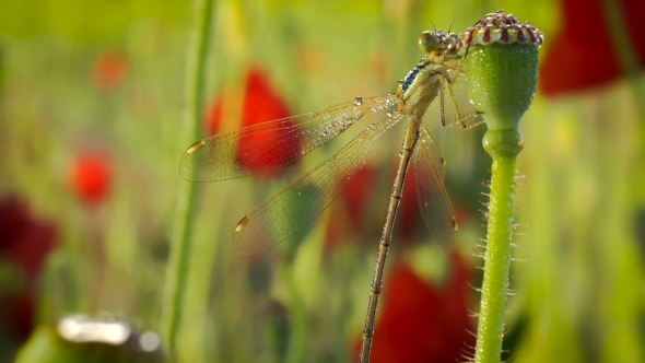 Dragonfly In Dew On Poppy Flower