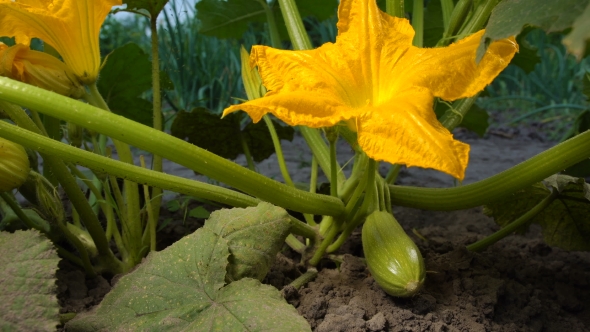 Vegetable flower