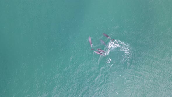 High drone view looking down on a playful pod of Dolphins as they swim through the clear tropical wa