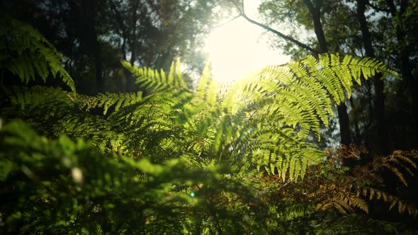 Moving through a forest floor at sunrise