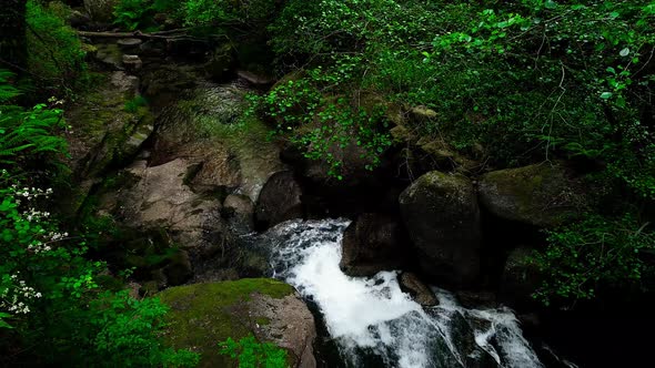 Tropical green forest