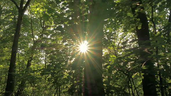 Sun Rays in the Green Forest 1