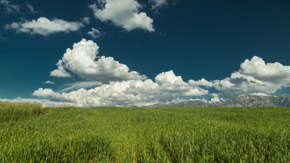 Clouds Over the Green Field of Wheat in Kazakhstan