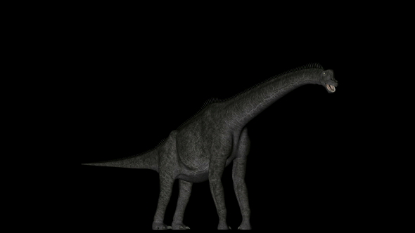 Brachiosaurus Dinosaur in Rotation on Black Background