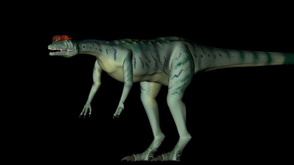 Dilophosaurus Dinosaur in Rotation on Black Background