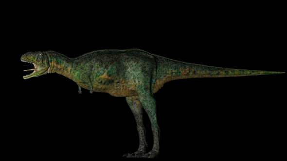 Aucasaurus Dinosaur in Rotation on Black Background