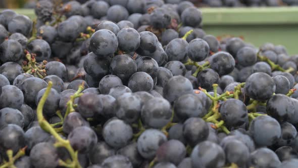 A pile of Othello grapes at vintage