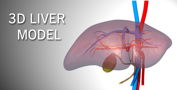 3D Liver Model