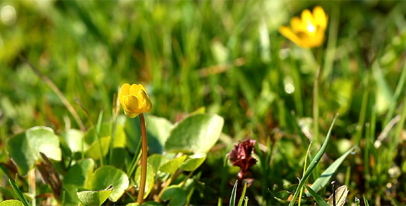 Spring Flowers