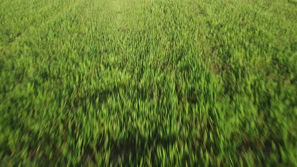 Aerial View on Green Wheat Field in Countryside