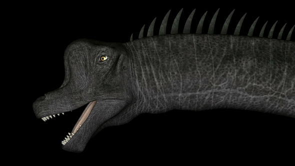 Brachiosaurus Head Dinosaur in Rotation on Black Background