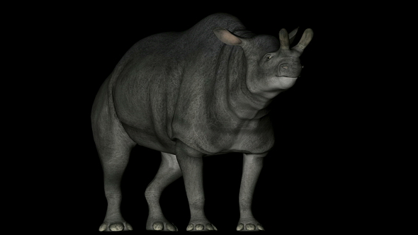 Brontotherium Dinosaur in Rotation on Black Background alt