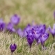 Crocus Flowers Field - VideoHive Item for Sale
