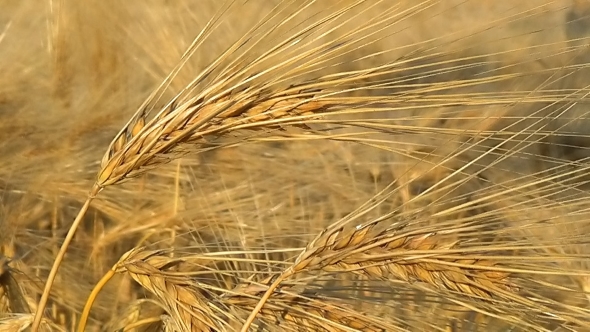 Ripe Oats In The Field, Agriculture And Rural Life, The Harvest Of The Field.