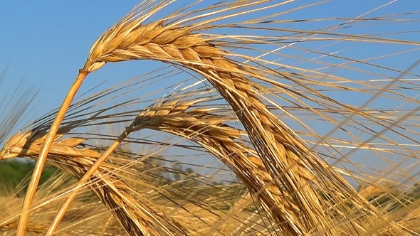 Golden Ripe Ears Of Wheat Against The Sky.
