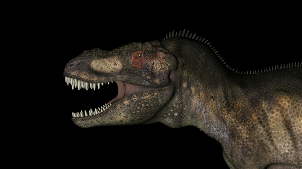 Head of Tyrannosaurus Dinosaur