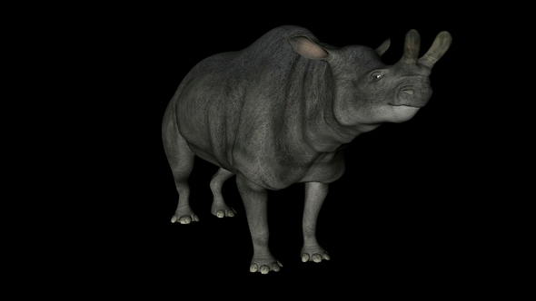 Brontotherium Dinosaur in Rotation on Black Background