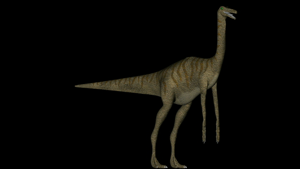 Gallimimus Dinosaur in Rotation on Black Background