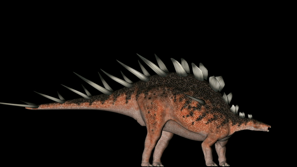 Kentrosaurus Dinosaur in Rotation on Black Background