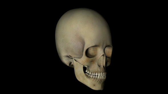 Skull Cranium of a Human Skeleton in Rotation on Black Background