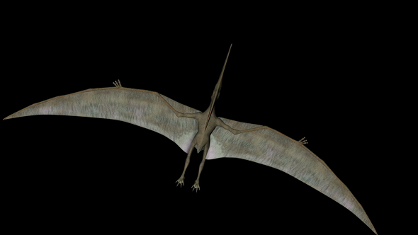 Pteranodon Dinosaur in Rotation on Black Background from Above