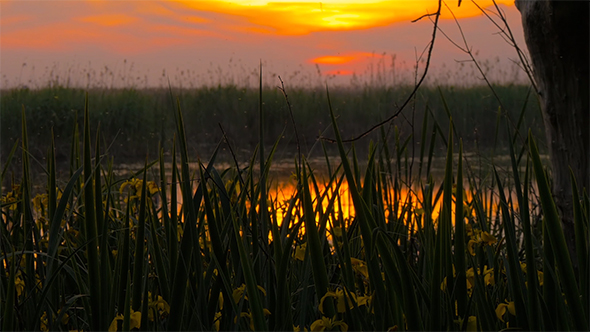 Sunset at the Swamp 1