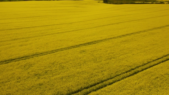 Rural Landscape. Yellow Rapeseed Field