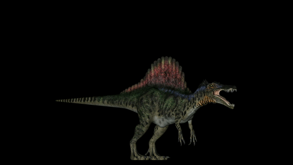 Spinosaurus Dinosaur in Rotation on Black Background