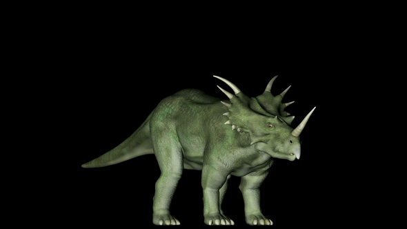 Styracosaurus Dinosaur in Rotation on Black Background