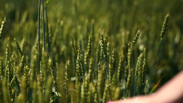  View Of Woman's Arm Walking On Wheat Field
