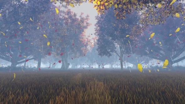 Rain In The Autumn Forest