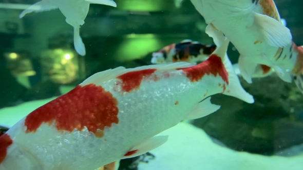  Of Goldfish Eating Fish Food And Swimming In Freshwater Aquarium. 