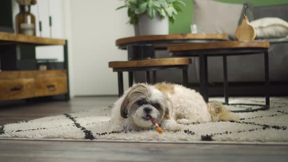 Boomer dog laying on living room rug chewing on chew stick treat, medium shot