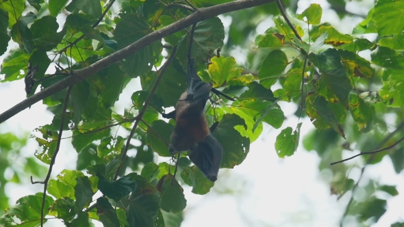 Flying Fox Hangs On a Tree Branch