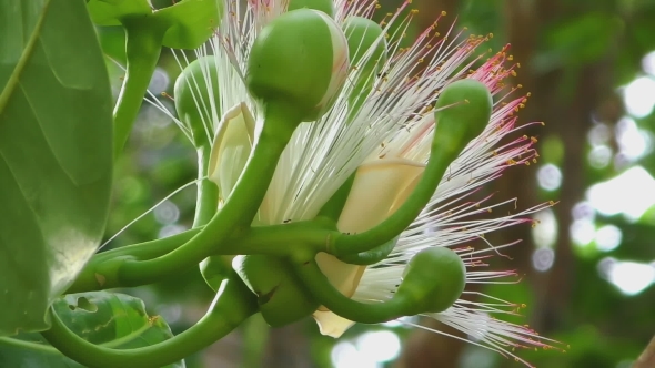 Flower Of Fish Poison Tree