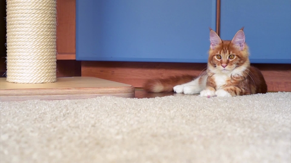 Maine Coon Kitten Play