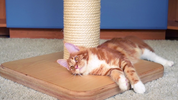 Maine Coon Kitten Play