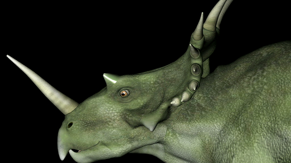 Head of Styracosaurus Dinosaur Gyrating 