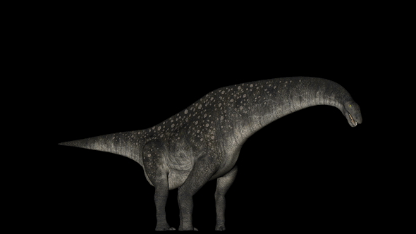 Titanosaurus Dinosaur in Rotation on Black Background