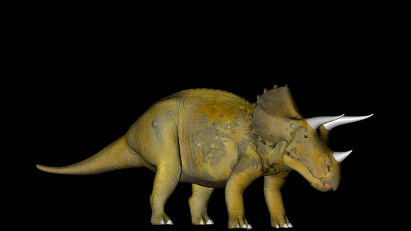 Triceratops Dinosaur in Rotation on Black Background alt