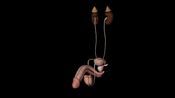 Male Urinary System