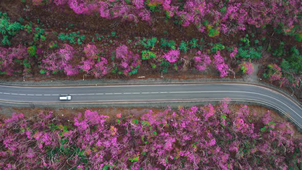 View From a Drone Vertically Down on an Asphalt Road in the Forest at Dawn