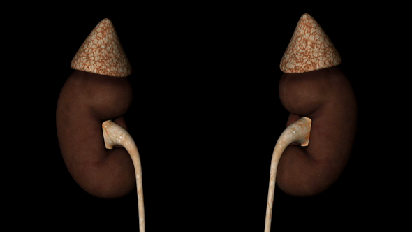 Kidney and Adrenal Gland Organ of Human Body alt