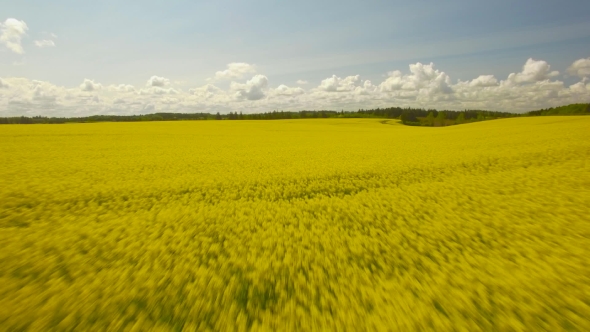 Yellow Rape Seed Field In Spring